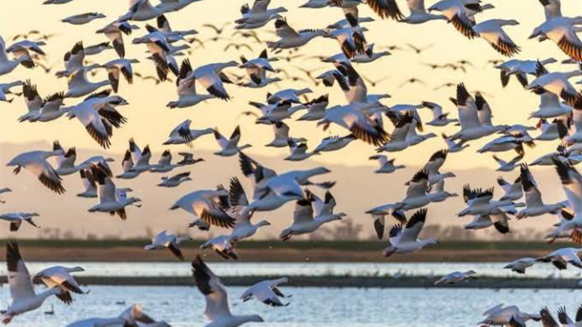 Thousands of Migratory Birds Arrive in Kashmir as Valley Welcomes Winter Visitors